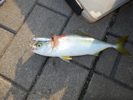 コスモスクエア‼表層マイクロ…